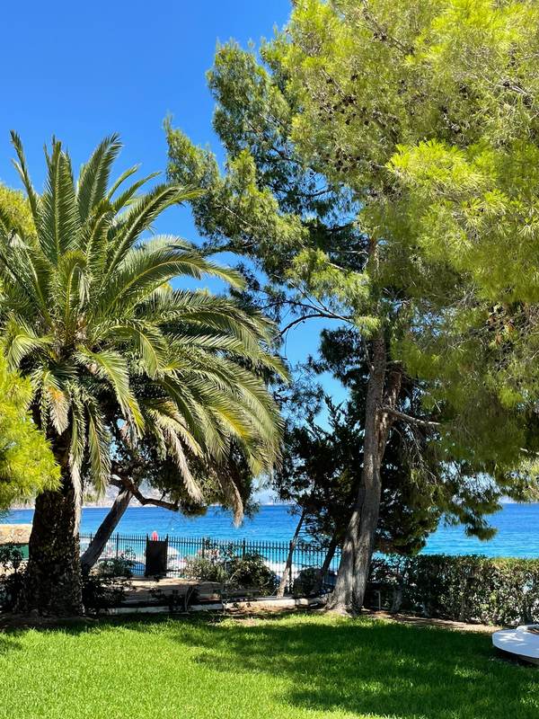 Garden trees framing the sea horizon